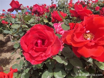 月季、玫瑰、蔷薇分别是什么？如何区别？